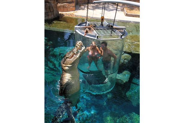 Test Your Adrenaline in 16 Foot Crocodile Tourist Attraction