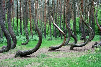Hutan Paling Indah Nan Misterius di Dunia, Berani ke Sana?
