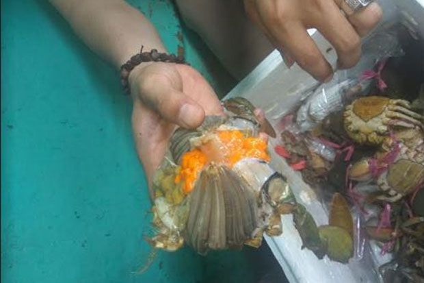 Polda Tangkap Cukong Kepiting Terbesar di Kalbar