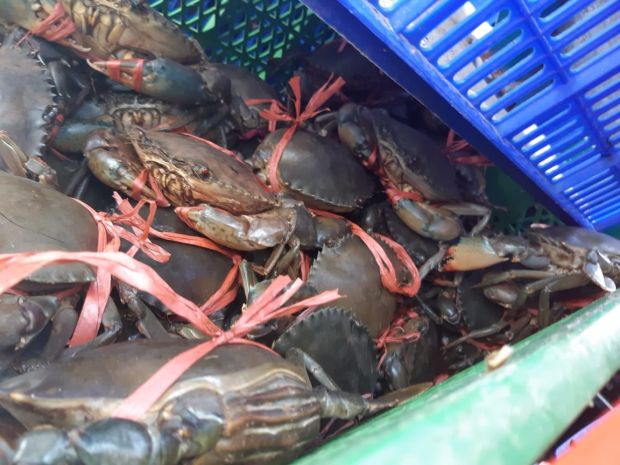 Polda Tangkap Cukong Kepiting Terbesar di Kalbar