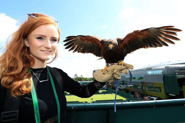 Kisah Kuncen Wimbledon Berpatroli Selama 10 Tahun