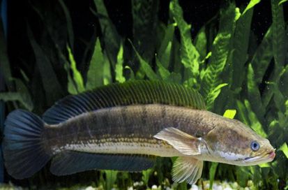 Ikan Air Tawar yang Sering Dikonsumsi Masyarakat Indonesia