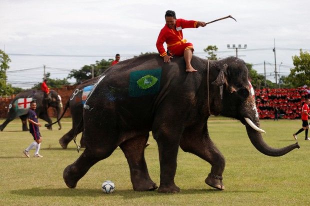 Gajah Thailand Jadi Duta Anti-Judi Piala Dunia 2018