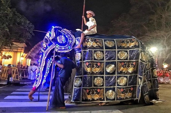 Gajah Kelaparan yang Diarak di Festival Buddha Kini Hampir Mati