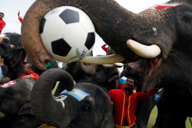 Gajah Thailand Jadi Duta Anti-Judi Piala Dunia 2018