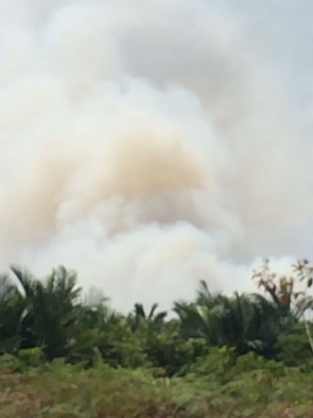 100 Hektare Lahan di Kepulauan Meranti, Riau Terbakar