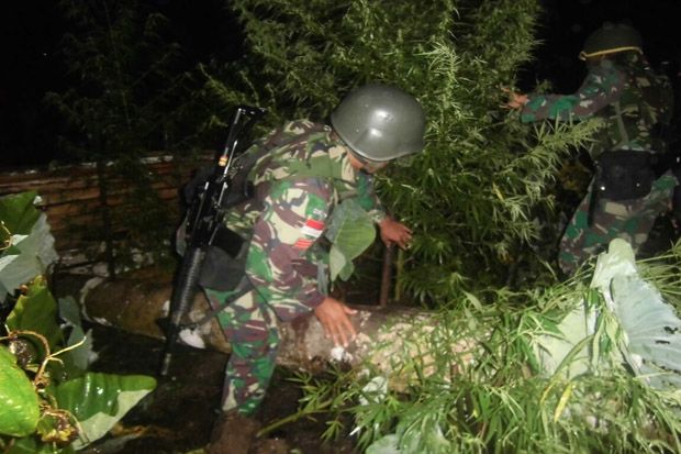 Satgas Pamtas 512/QY Temukan Ladang Ganja di Perbatasan Papua