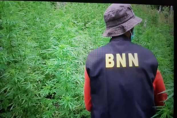 BNN Sita 3,5 Hektare Ladang Ganja di Madina