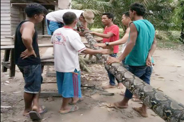 In Riau, Giant Python Almost Eaten Security Guard