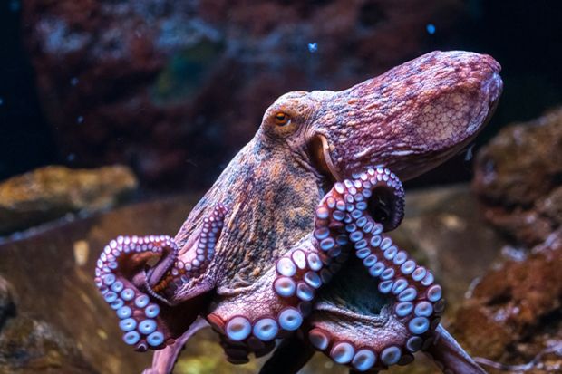 Koleksi Terbaru Hewan Unik dan Aneh di Jakarta Aquarium