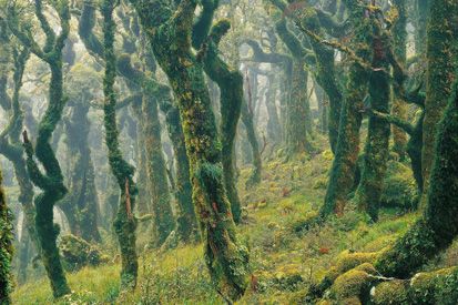 Hutan Paling Indah Nan Misterius di Dunia, Berani ke Sana?