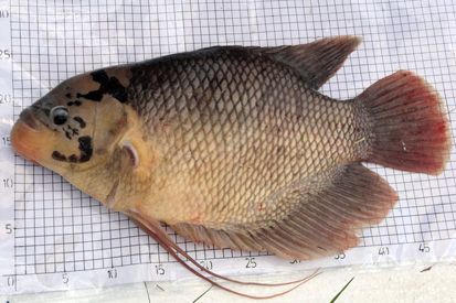 Ikan Air Tawar yang Sering Dikonsumsi Masyarakat Indonesia