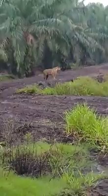 3 Harimau Sumatera Mengamuk, Polisi Koordinasi dengan BBKSDA