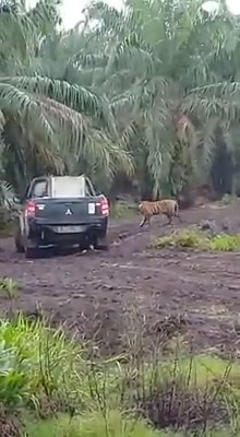 3 Harimau Sumatera Mengamuk, Polisi Koordinasi dengan BBKSDA