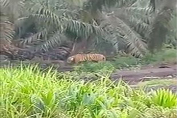 Harimau yang Mengamuk Menerkam Ternak di Pelalawan Diperkirakan 2 Ekor