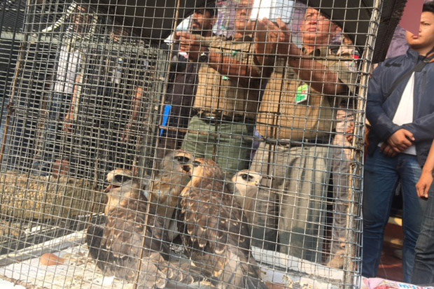 Polres Jakbar Bongkar Sindikat Jual Beli Hewan Dilindungi