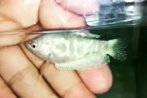 Subhanallah, Ikan Berlafaz Allah Ditemukan di Bogor