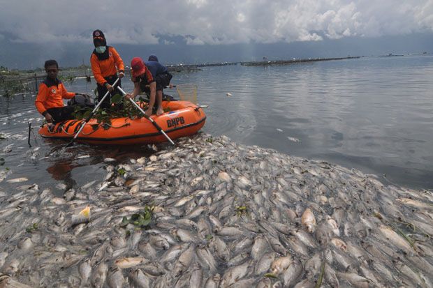 100 Ton Ikan Mati di Danau Maninjau