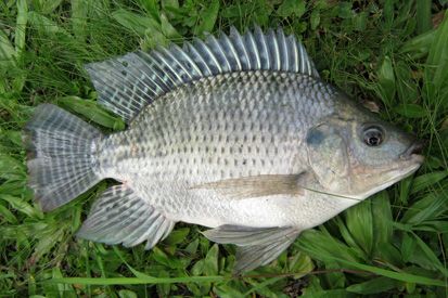 Ikan Air Tawar yang Sering Dikonsumsi Masyarakat Indonesia