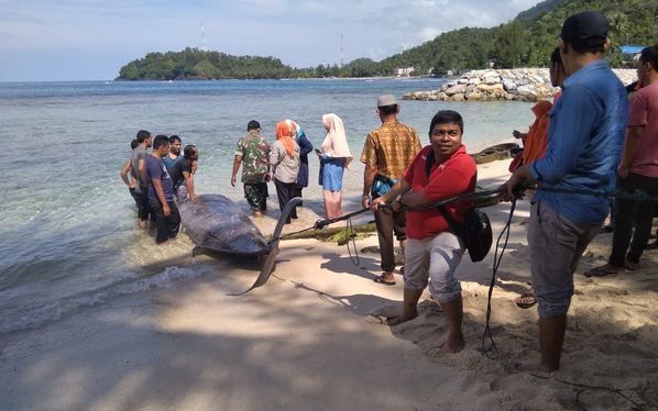Ikan Paus Mati Terdampar di Pantai Hebohkan Warga Aceh Selatan