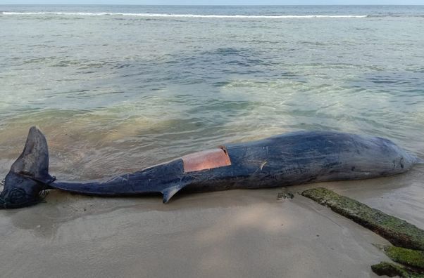Ikan Paus Mati Terdampar di Pantai Hebohkan Warga Aceh Selatan
