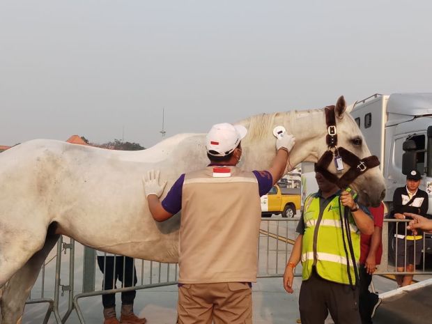 Tiba di Bandara Soetta, 33 Kuda asal Belgia Siap Pentas di Asian Games 2018