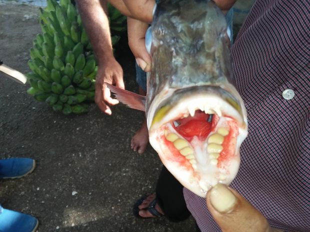 Ikan Bergigi Mirip Gigi Manusia Ditemukan Warga Raja Ampat