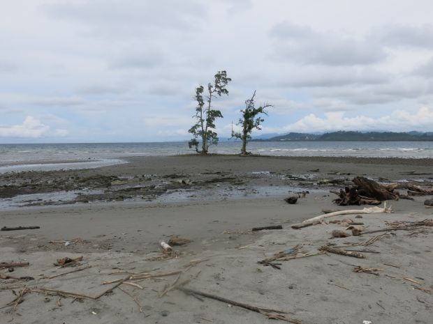 Kisah Sepasang Pohon Kayu Bakau yang Menjadi Nama Kabupaten di Sulbar