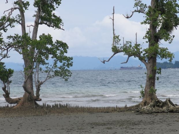 Kisah Sepasang Pohon Kayu Bakau yang Menjadi Nama Kabupaten di Sulbar