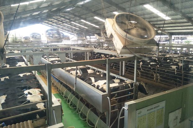 Hasilkan Susu Kualitas Tinggi, Ini yang Dilakukan Greenfields