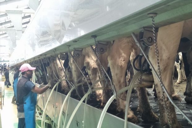 Hasilkan Susu Kualitas Tinggi, Ini yang Dilakukan Greenfields