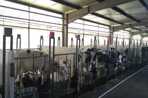 Hasilkan Susu Kualitas Tinggi, Ini yang Dilakukan Greenfields