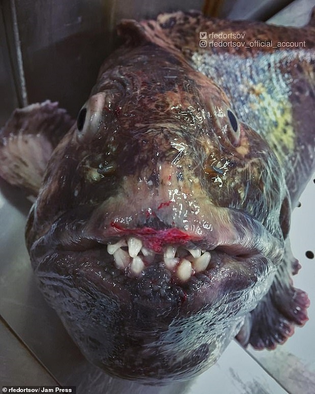 Nelayan Rusia Pamerkan Ikan Aneh dari Lautan Dalam