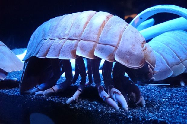 Koleksi Terbaru Hewan Unik dan Aneh di Jakarta Aquarium