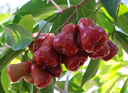 10 Jenis Pohon Buah yang Cocok Ditanam di Pekarangan