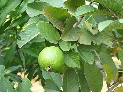 10 Jenis Pohon Buah yang Cocok Ditanam di Pekarangan
