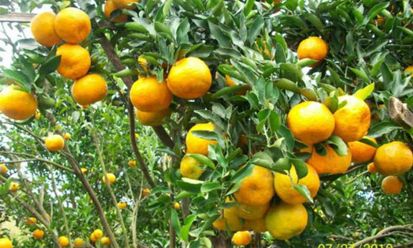 10 Jenis Pohon Buah yang Cocok Ditanam di Pekarangan
