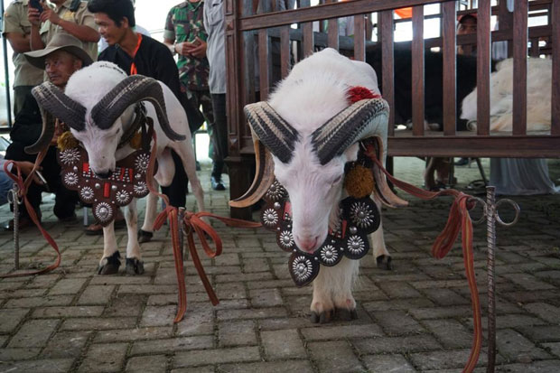 Kambing Seharga Setengah Miliar Kalah di Piala Presiden