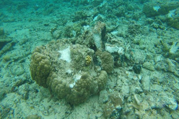 Kapal Crystal 7 Kandas di Perairan Bunaken, Terumbu Karang Rusak
