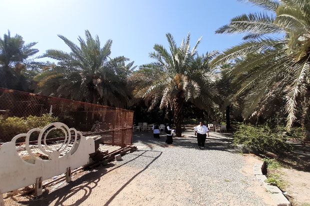 Merasakan Kurma Muda di Kebun Kawasan Abdurrahman Bin Auf Madinah