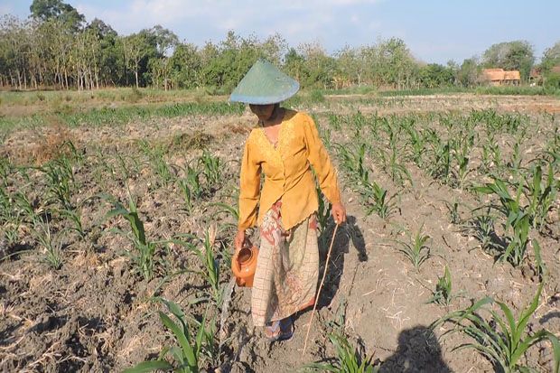 Balada Warga Blora: Kemarau Kekeringan, Musim Hujan Kebanjiran