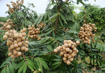 10 Jenis Pohon Buah yang Cocok Ditanam di Pekarangan