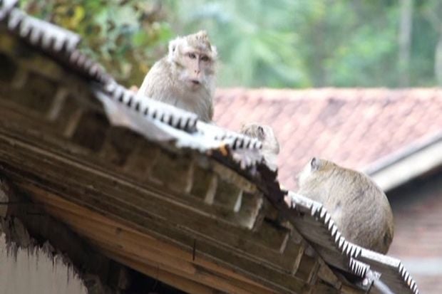 Sejarah dan Keunikan Masjid Saka Tunggal