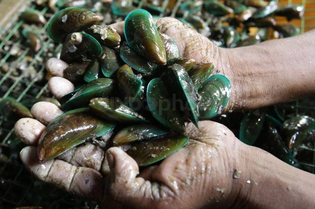 Ikan Teluk Jakarta Tak Layak Dikonsumsi, Ini Kata KPKP Jakut