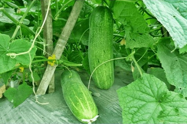 Yuk, Berkebun! 6 Sayuran Ini Mudah Tumbuh dalam 30 Hari