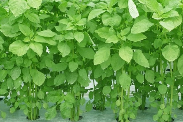 Yuk, Berkebun! 6 Sayuran Ini Mudah Tumbuh dalam 30 Hari