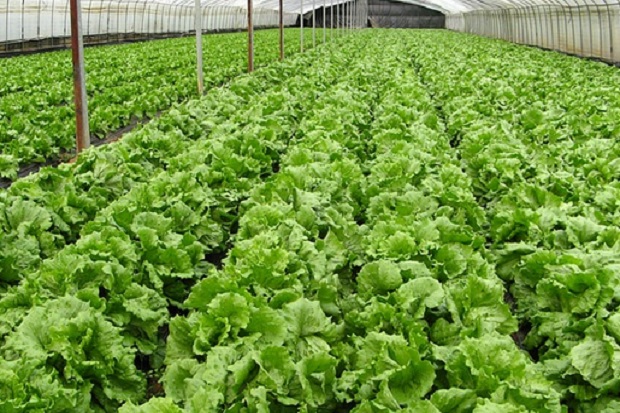Yuk, Berkebun! 6 Sayuran Ini Mudah Tumbuh dalam 30 Hari