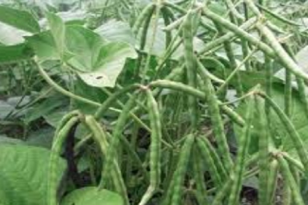 Yuk, Berkebun! 6 Sayuran Ini Mudah Tumbuh dalam 30 Hari