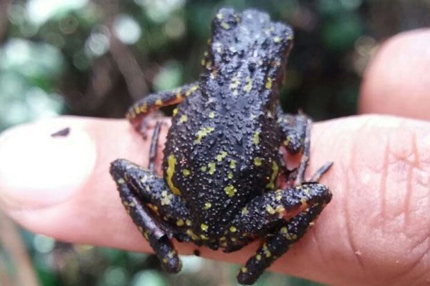 Kodok Merah, Spesies Baru Ditemukan di Gunung Ciremai