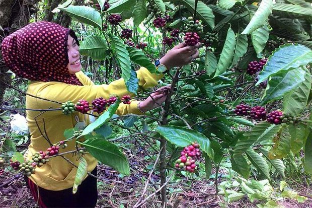 Asal Mula Masuknya Kopi di Indonesia